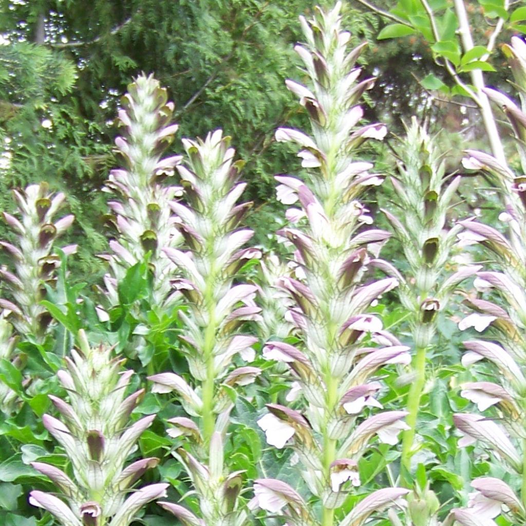 Acanthus hungaricus