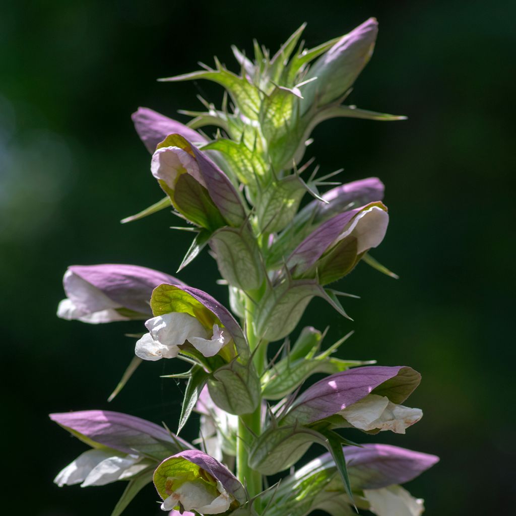 Acanthus hungaricus