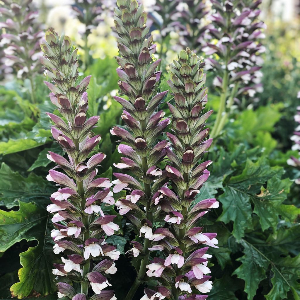 Acanthus hungaricus