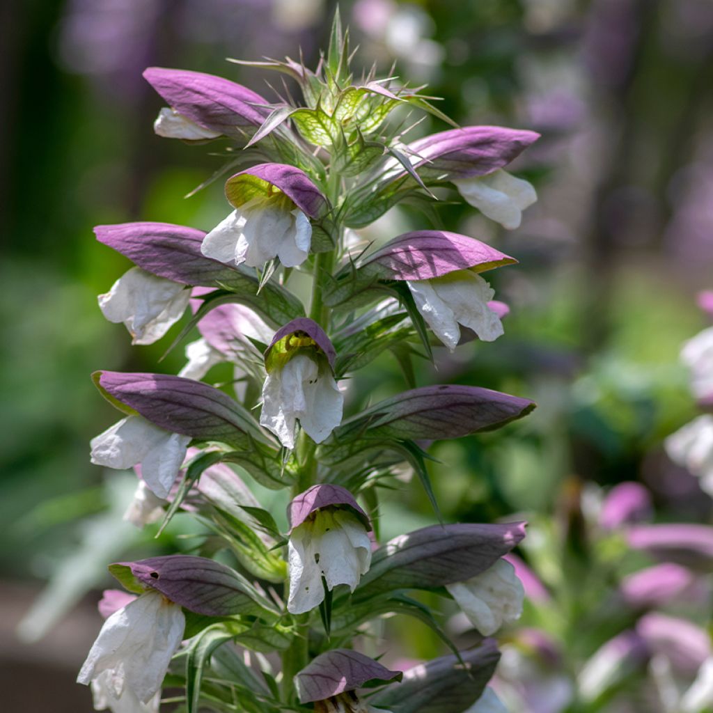 Acanthus hungaricus