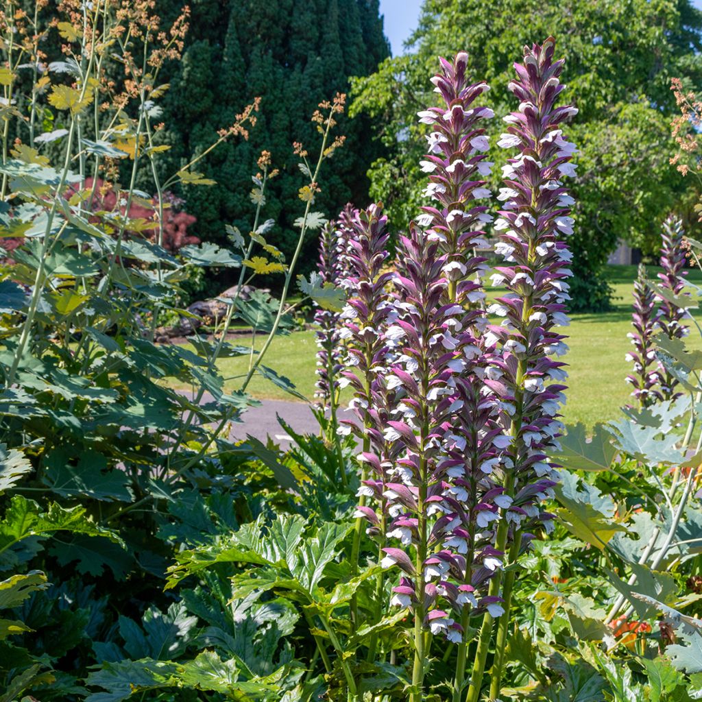 Acanthus hungaricus