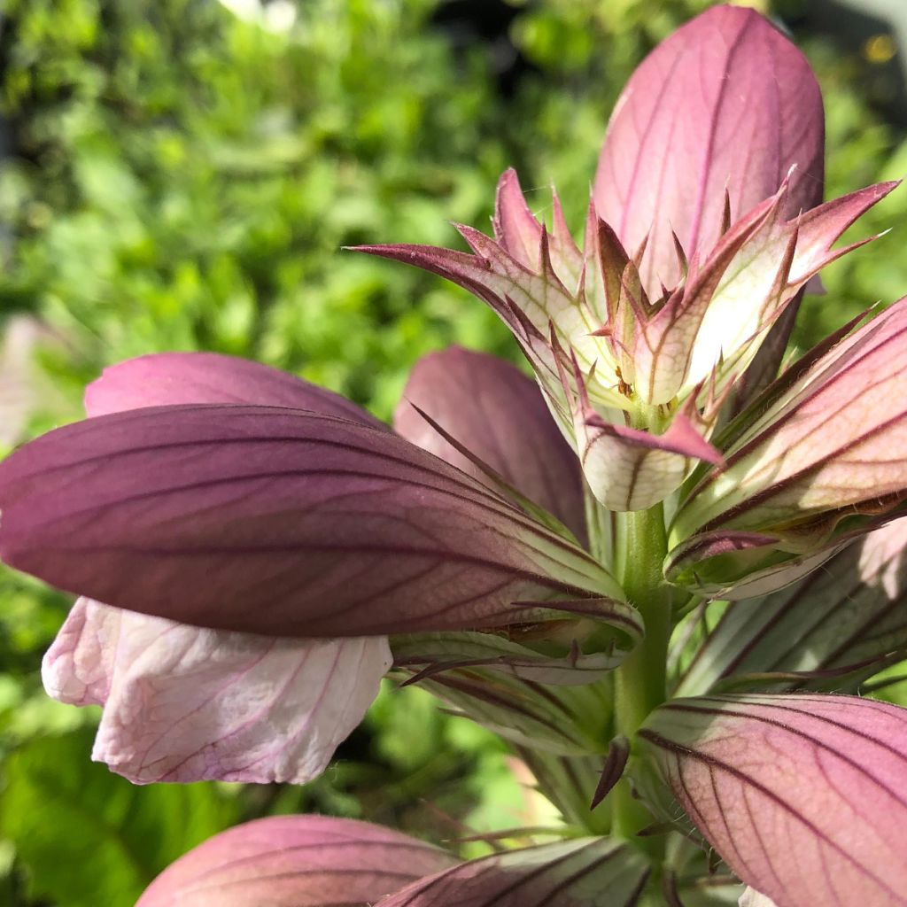 Acanthus hungaricus - Acanthe de hongrie