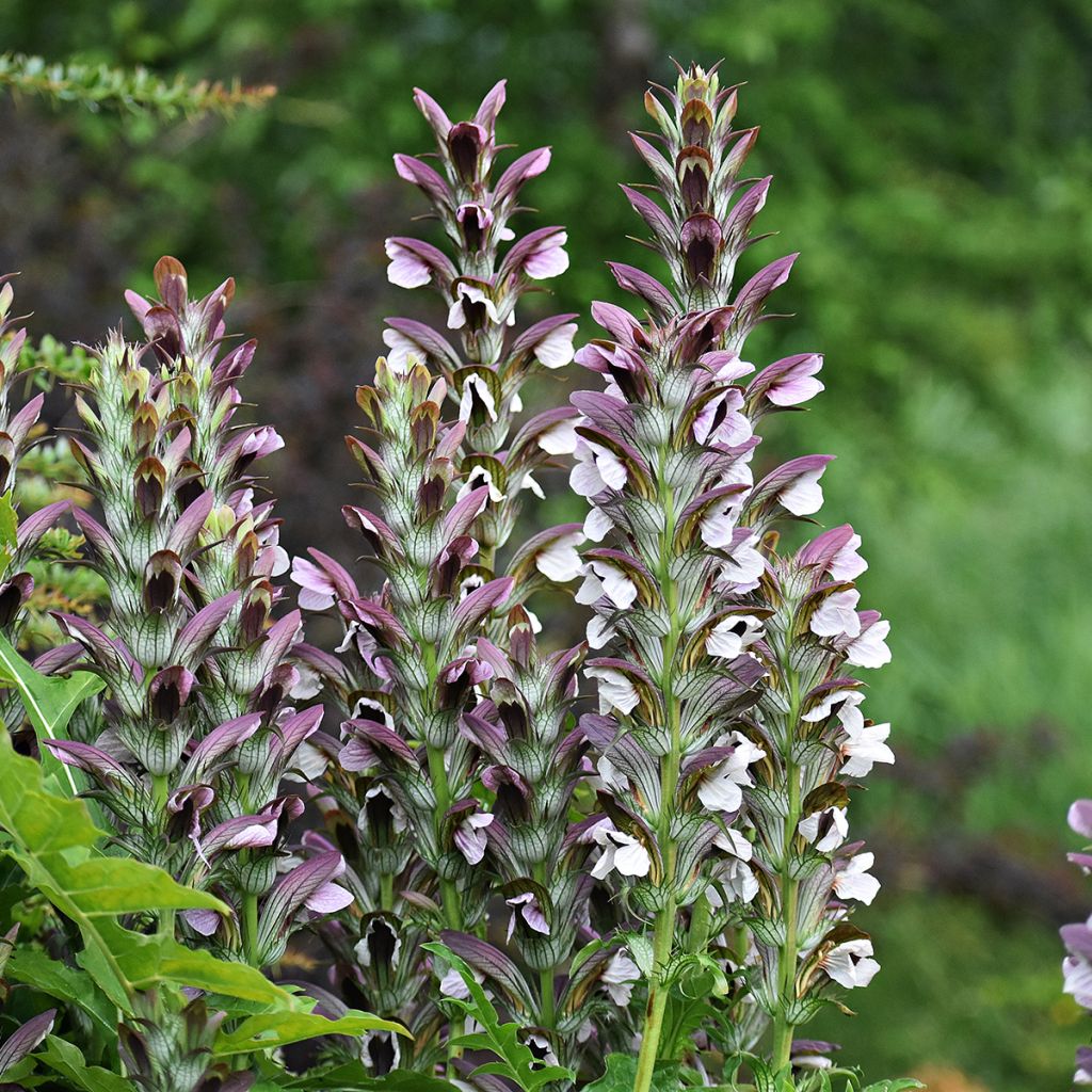 Acanthus mollis - Acanto