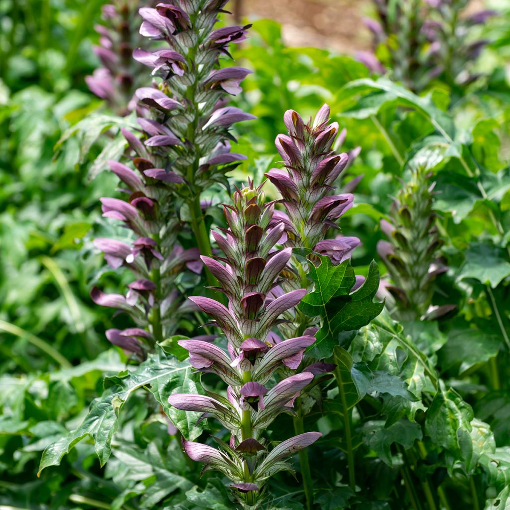 Acanthus mollis - Acanto