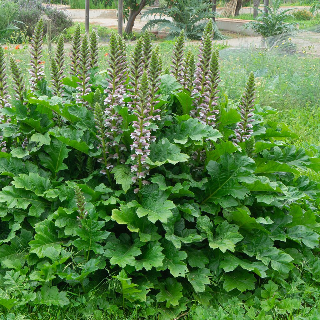 Acanthus mollis - Acanto