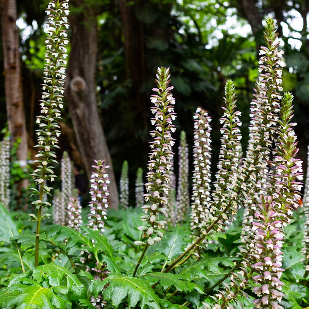 Acanthus mollis - Acanto