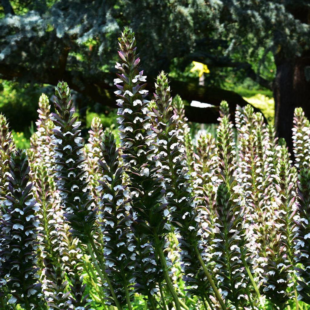 Acanthus mollis - Acanto