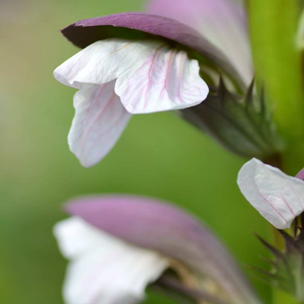 Acanthus mollis - Acanto