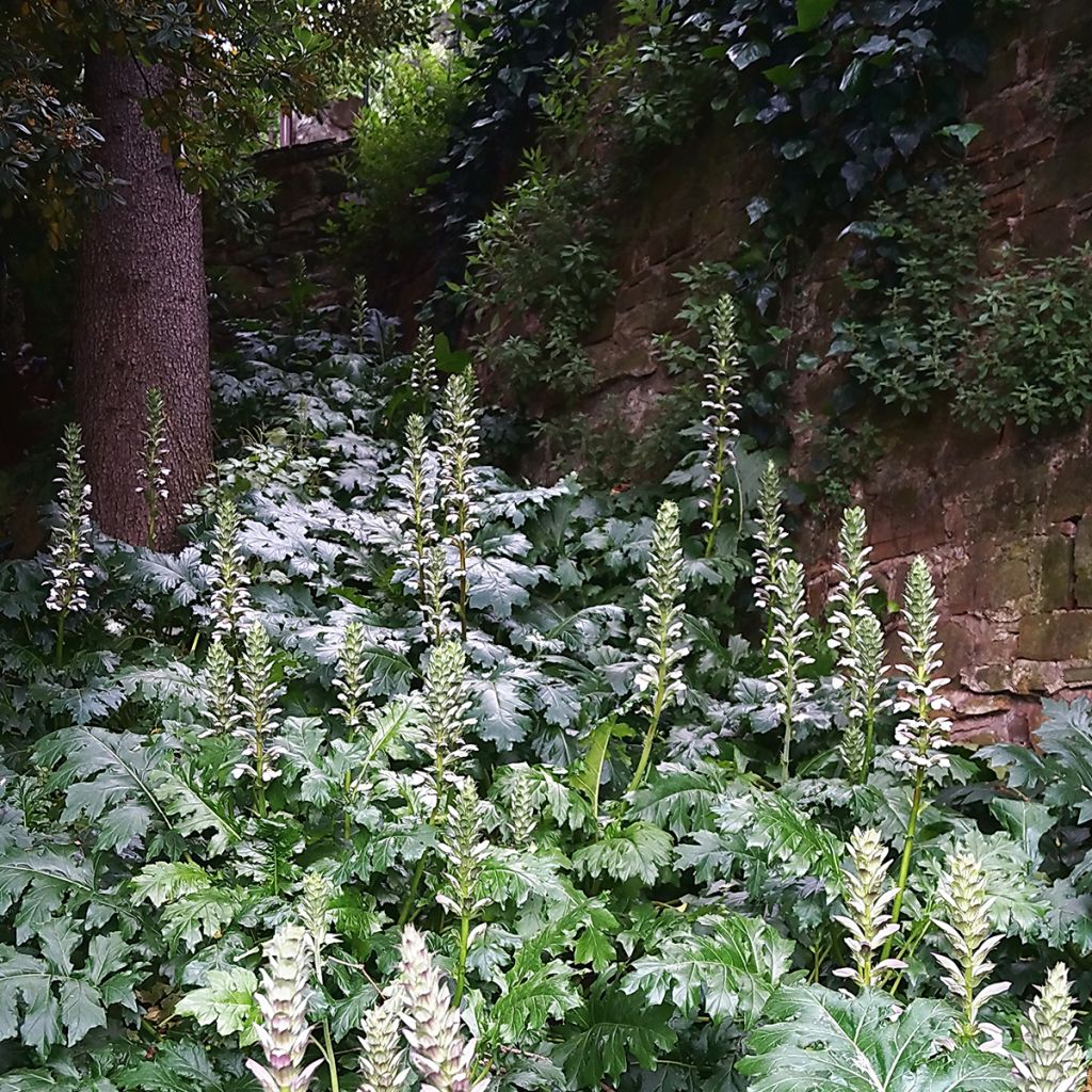 Acanthus mollis - Acanto