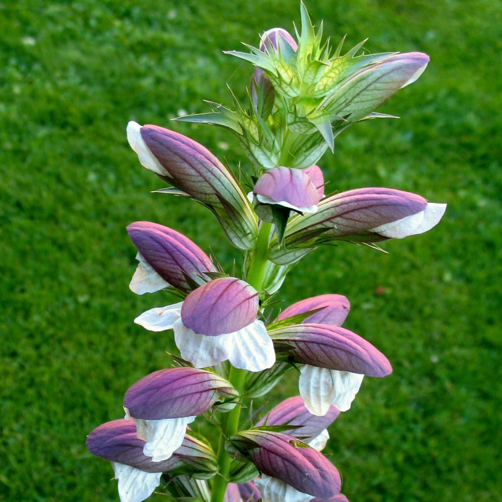 Acanthus mollis Hollards Gold - Acanthe dorée