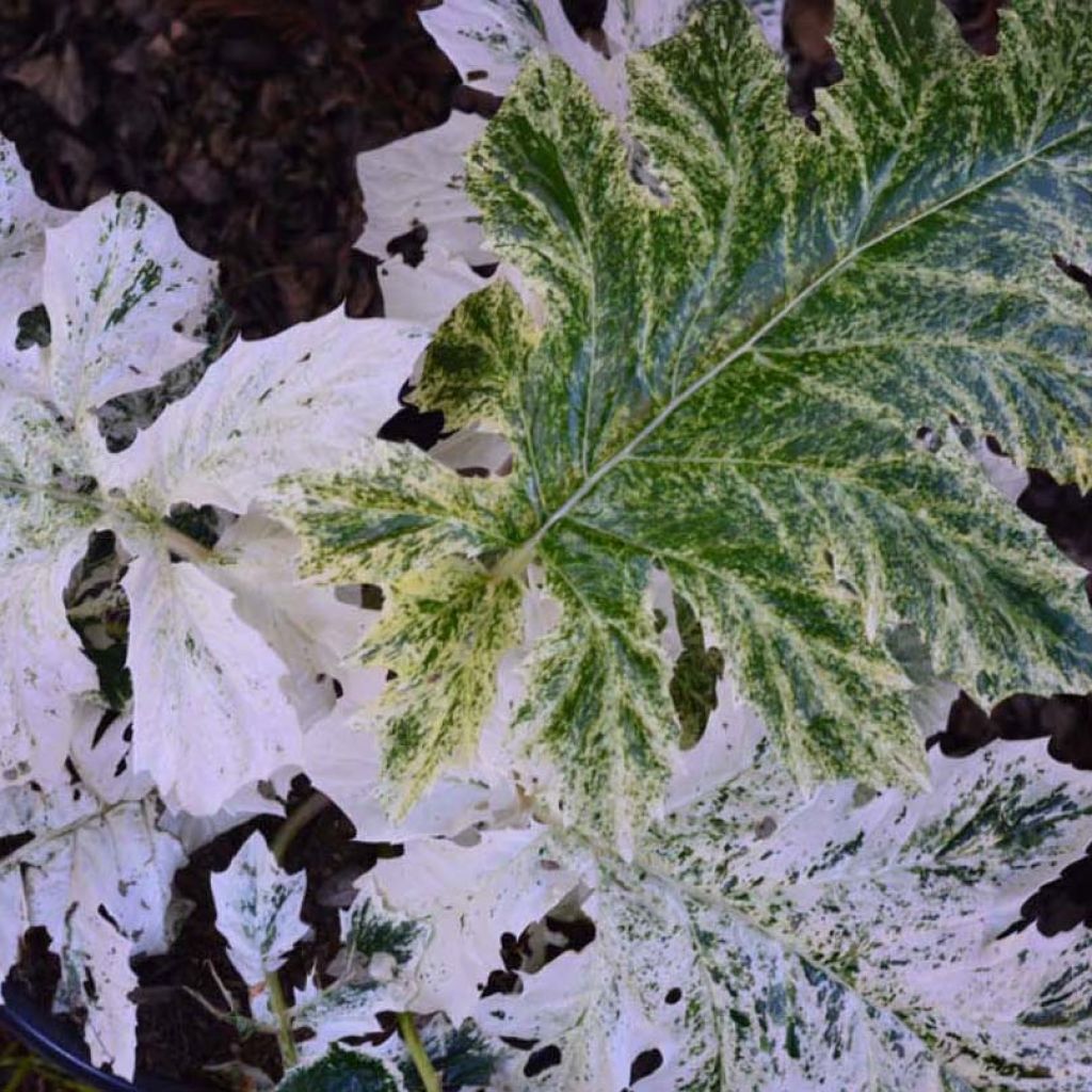 Acanthus mollis Tasmanian Angel - Acanthe panachée