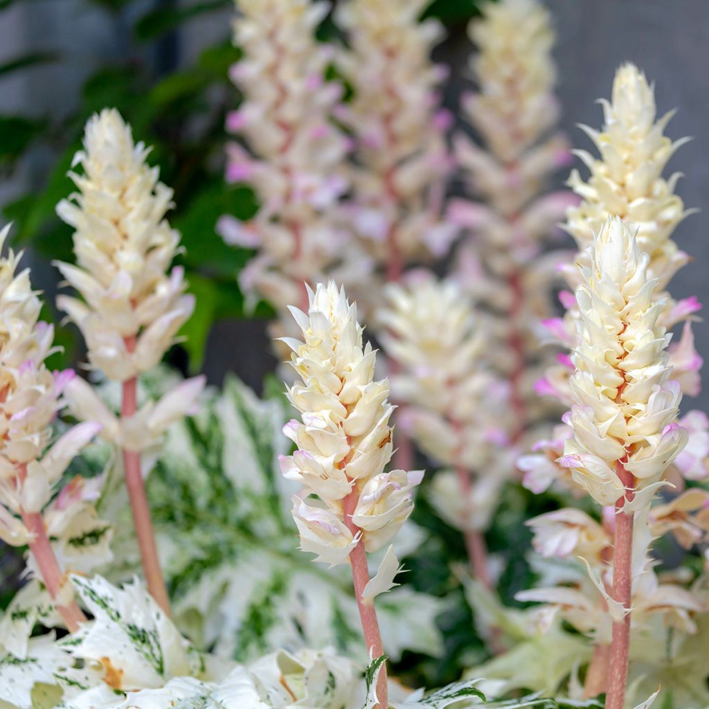 Acanthus mollis Tasmanian Angel