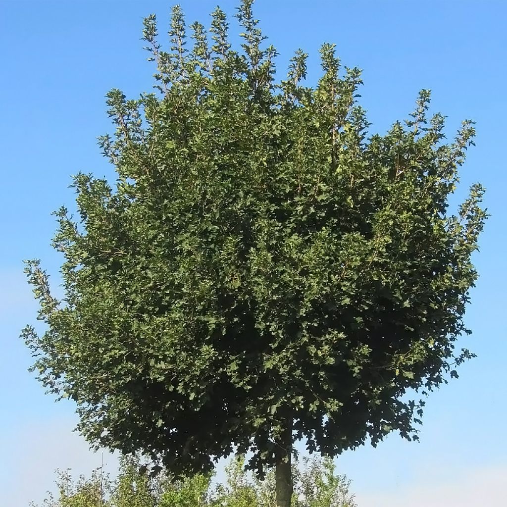 Érable champêtre nain - Acer campestre Nanum