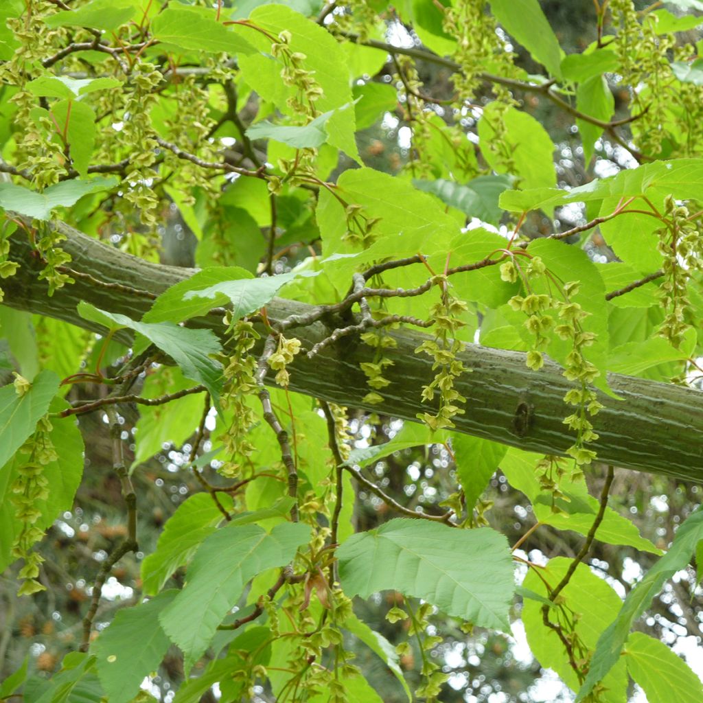 Acer conspicuum Silver Vine (Silver Vein) - Erable à peau de serpent