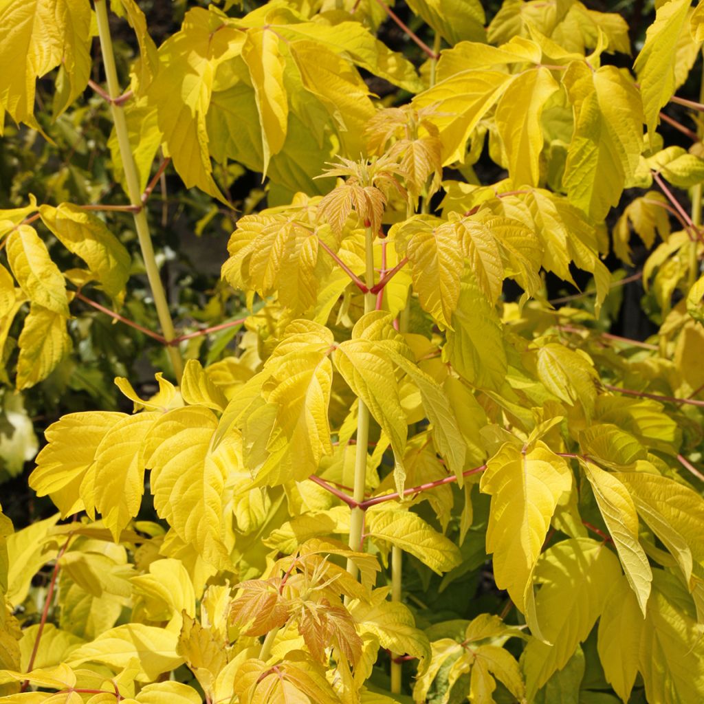 Acer negundo Auratum