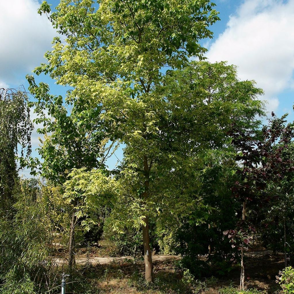 Érable à feuille de frêne panaché - Acer negundo Aureovariegatum