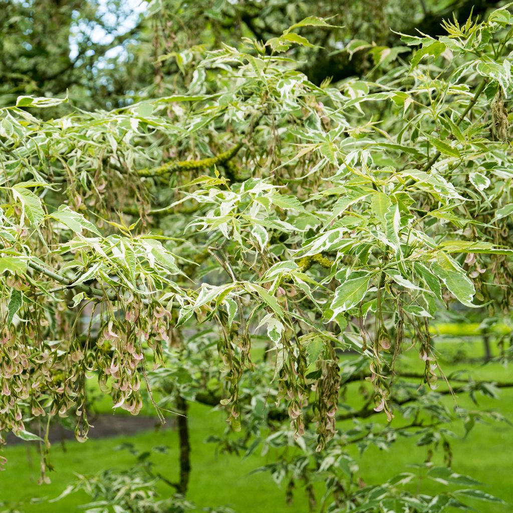 Acer negundo Flamingo