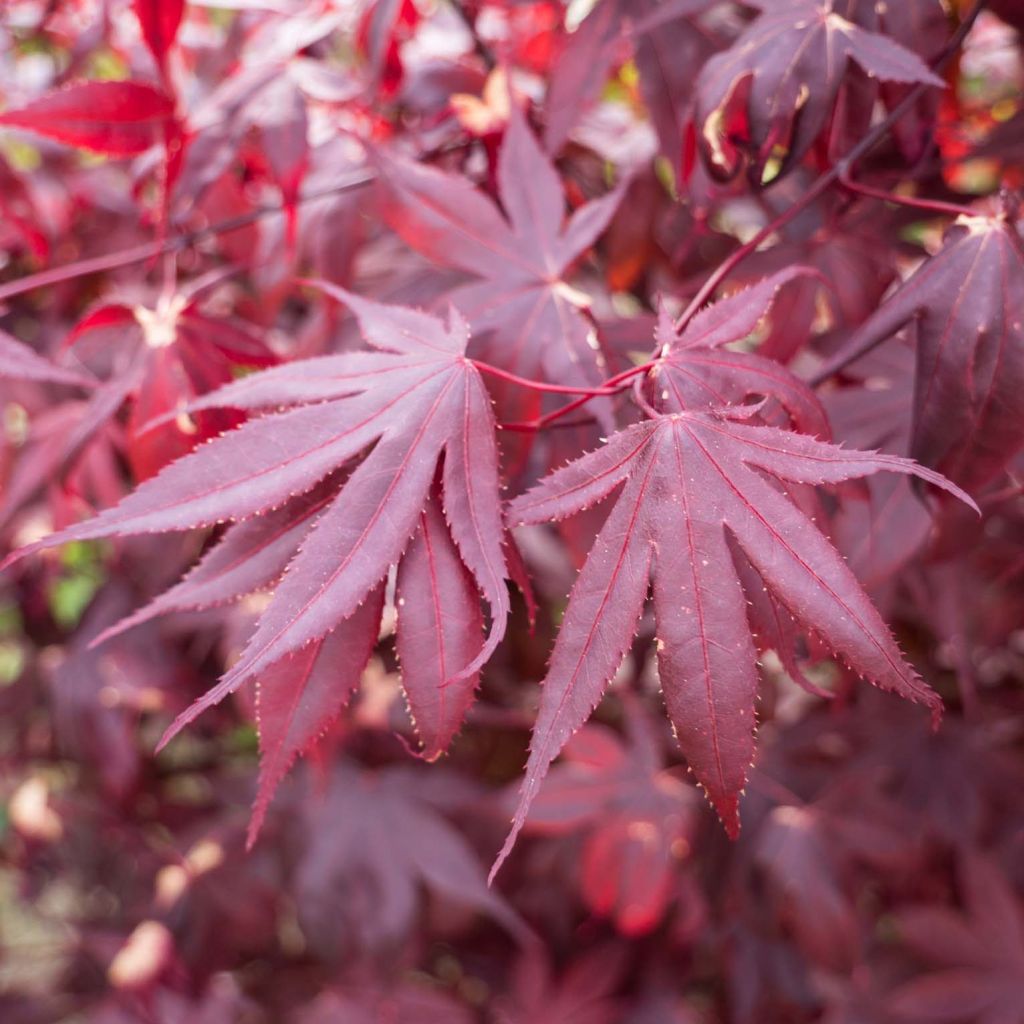 Acer palmatum Shindeshojo - Acero giapponese