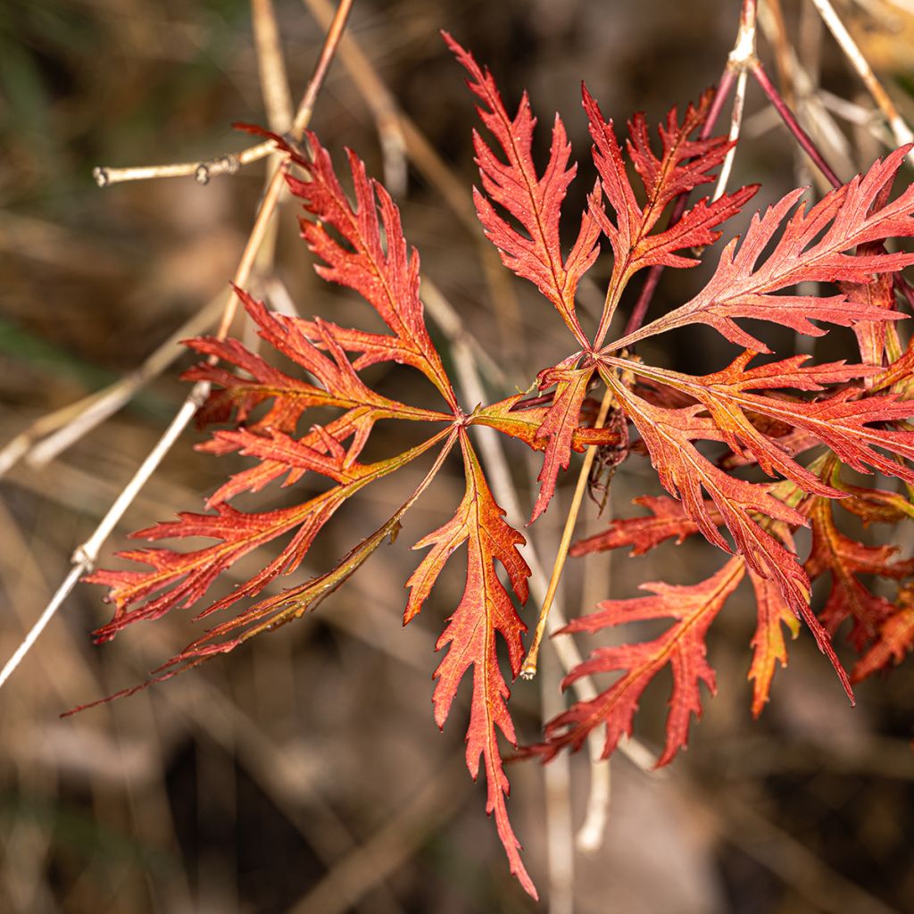 Acer palmatum Dissectum Orangeola - Acero giapponese