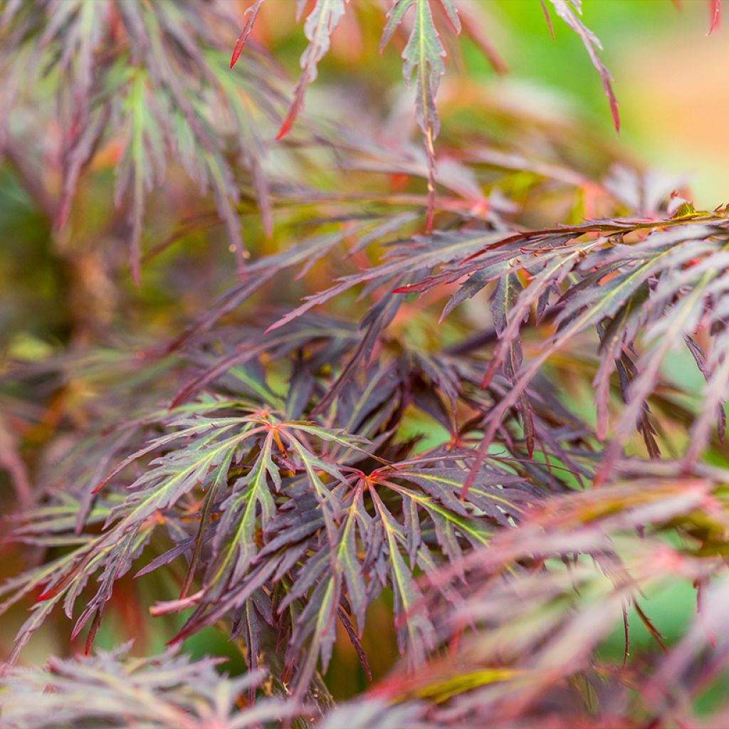 Acer palmatum Dissectum Ornatum - Acero giapponese