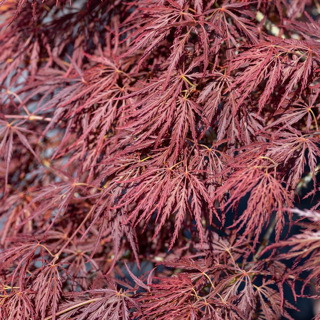 Acer palmatum Dissectum Ornatum - Acero giapponese