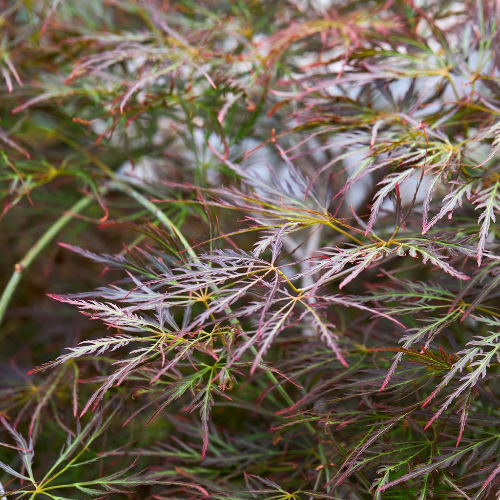 Acer palmatum Dissectum Ornatum - Acero giapponese