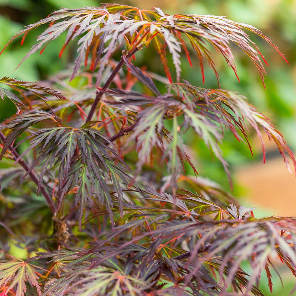 Acer palmatum Dissectum Ornatum - Acero giapponese