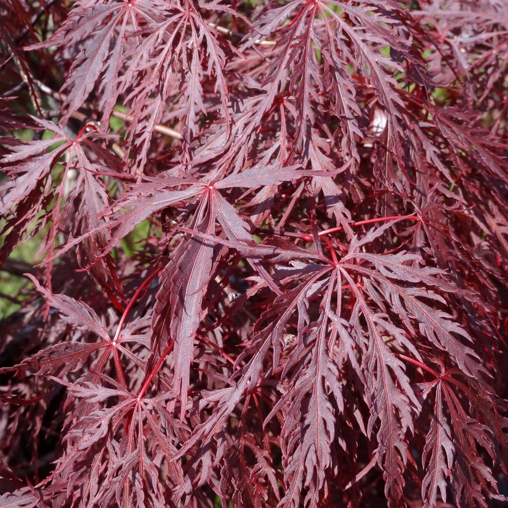 Acer palmatum Dissectum Inaba-Shidare - Acero giapponese