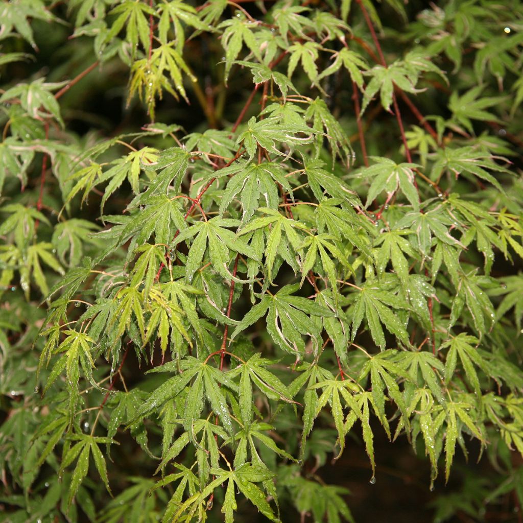 Acer palmatum Kagiri-nishiki - Acero giapponese