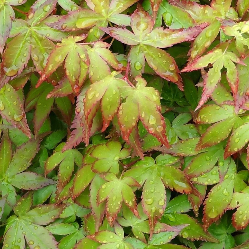 Érable du Japon - Acer palmatum Little Princess