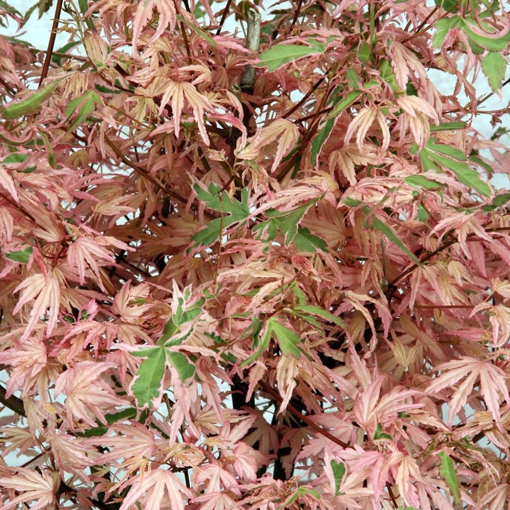 Acer palmatum Phoenix - Acero giapponese