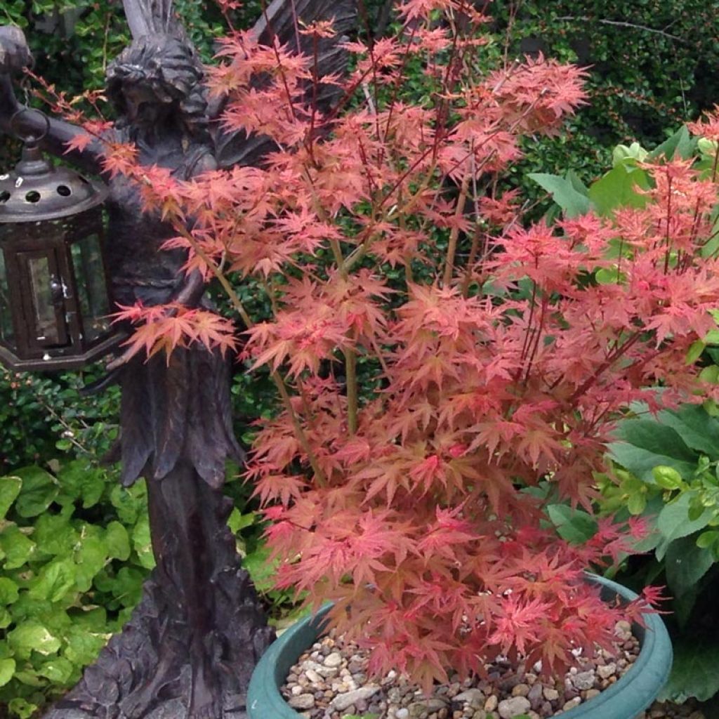 Acer palmatum Phoenix - Acero giapponese