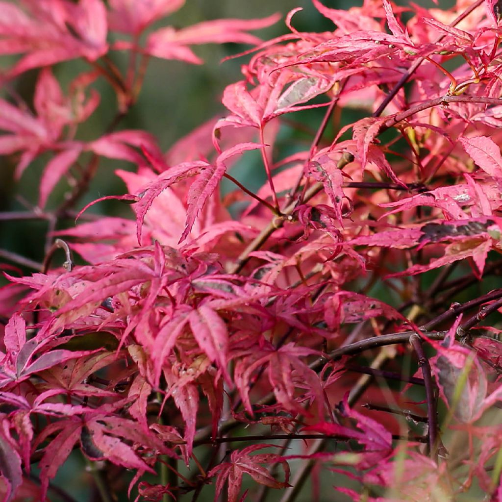 Acer palmatum Pink Passion - Acero giapponese