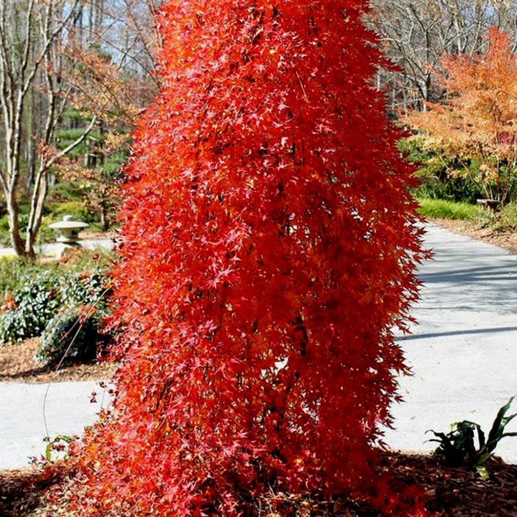 Érable du Japon - Acer palmatum Ryusen