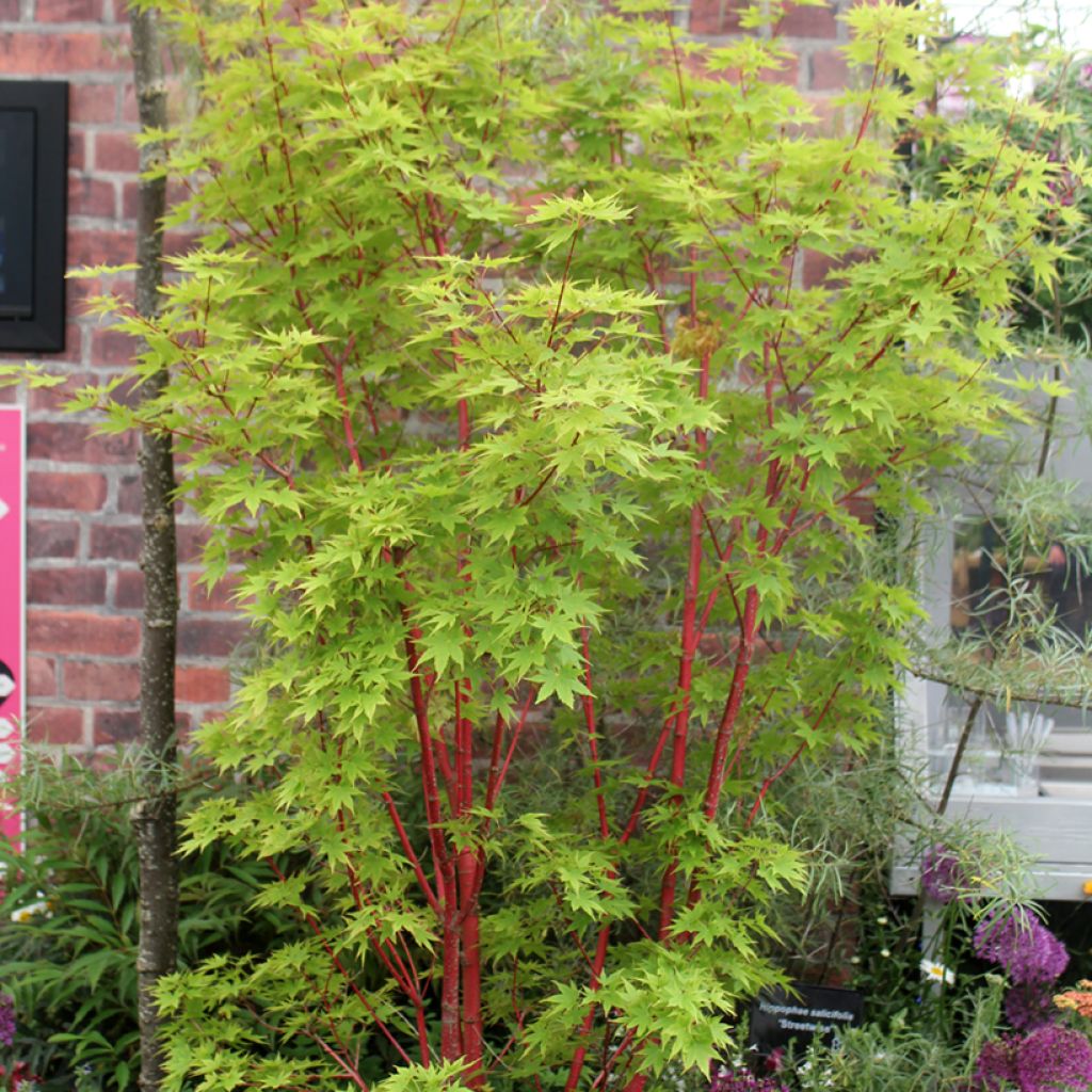 Acer palmatum Sangokaku - Acero giapponese