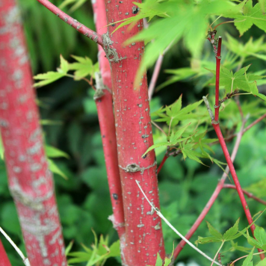 Acer palmatum Sangokaku - Acero giapponese