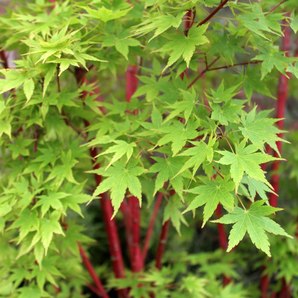 Acer palmatum Sangokaku - Acero giapponese