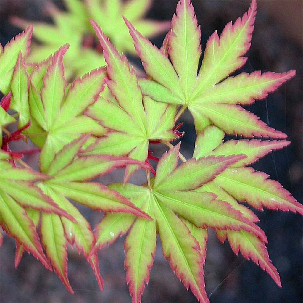 Acer palmatum Sangokaku - Acero giapponese