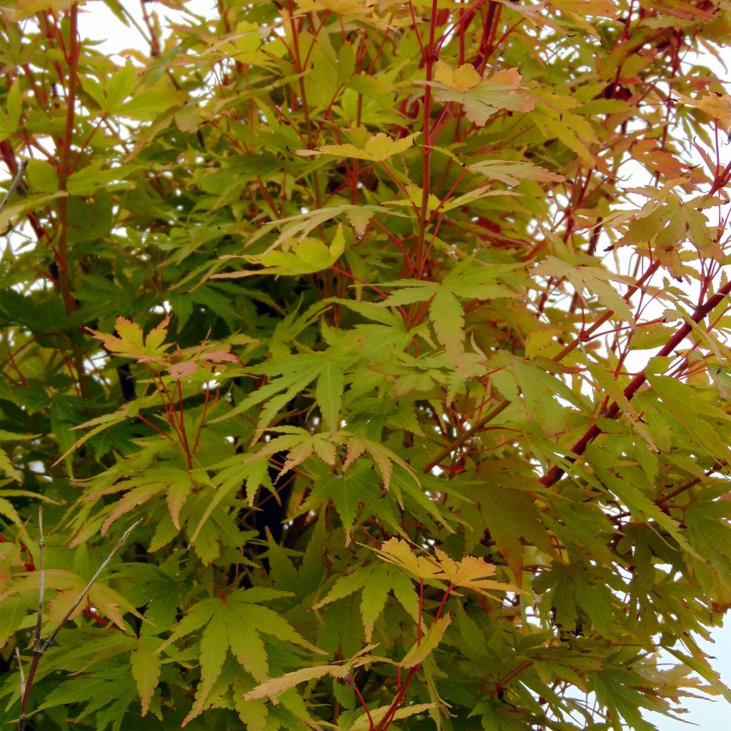 Acer palmatum Sangokaku - Acero giapponese