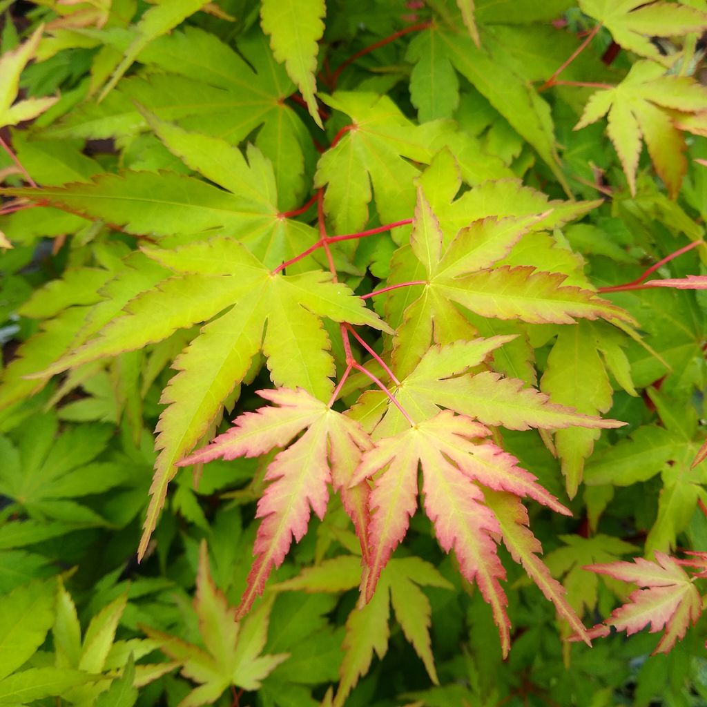 Acer palmatum Sangokaku - Acero giapponese