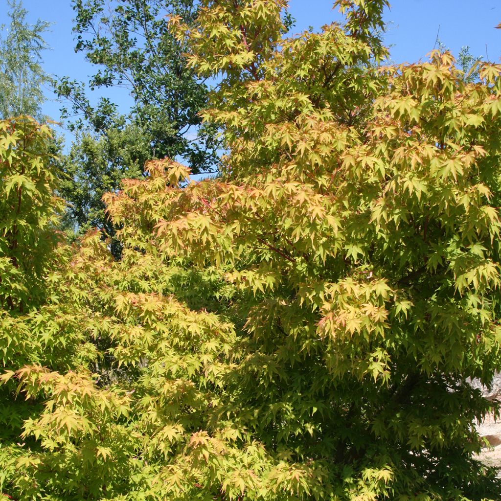 Acer palmatum Sangokaku - Acero giapponese