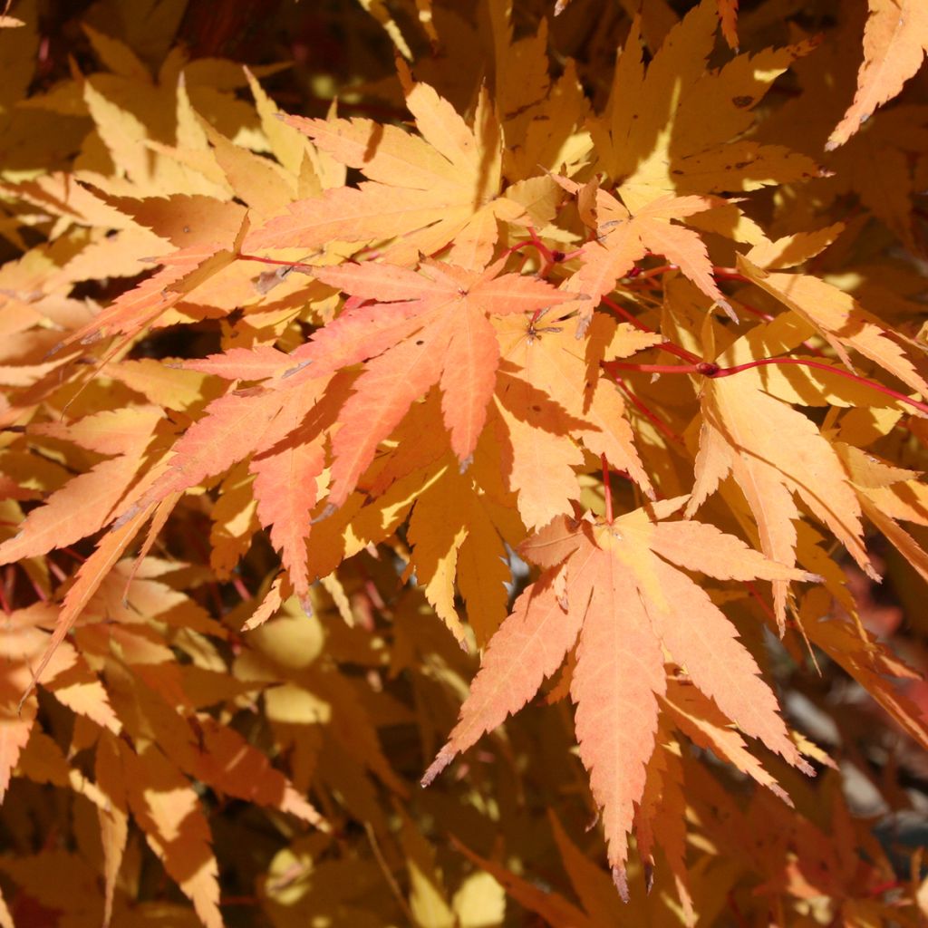 Acer palmatum Sangokaku - Acero giapponese