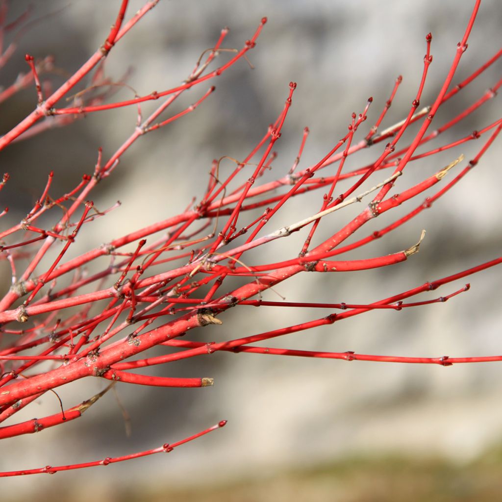 Acer palmatum Sangokaku - Acero giapponese