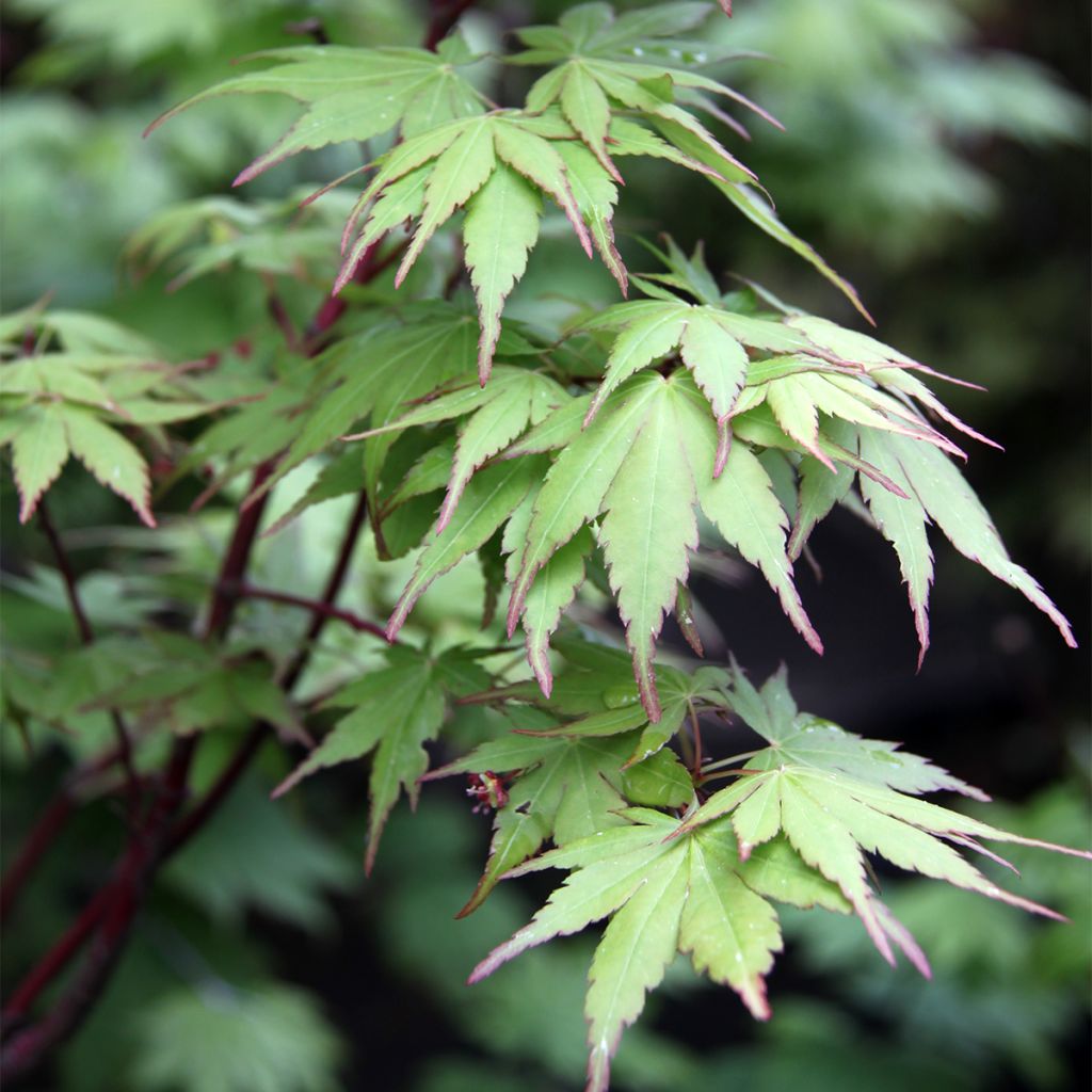 Acer palmatum Sangokaku - Acero giapponese