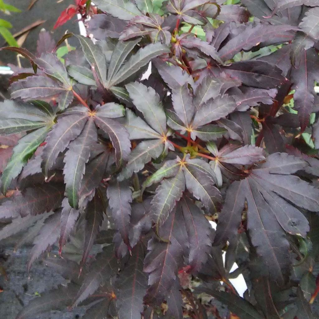 Erable du Japon - Acer palmatum Skeeter's Broom