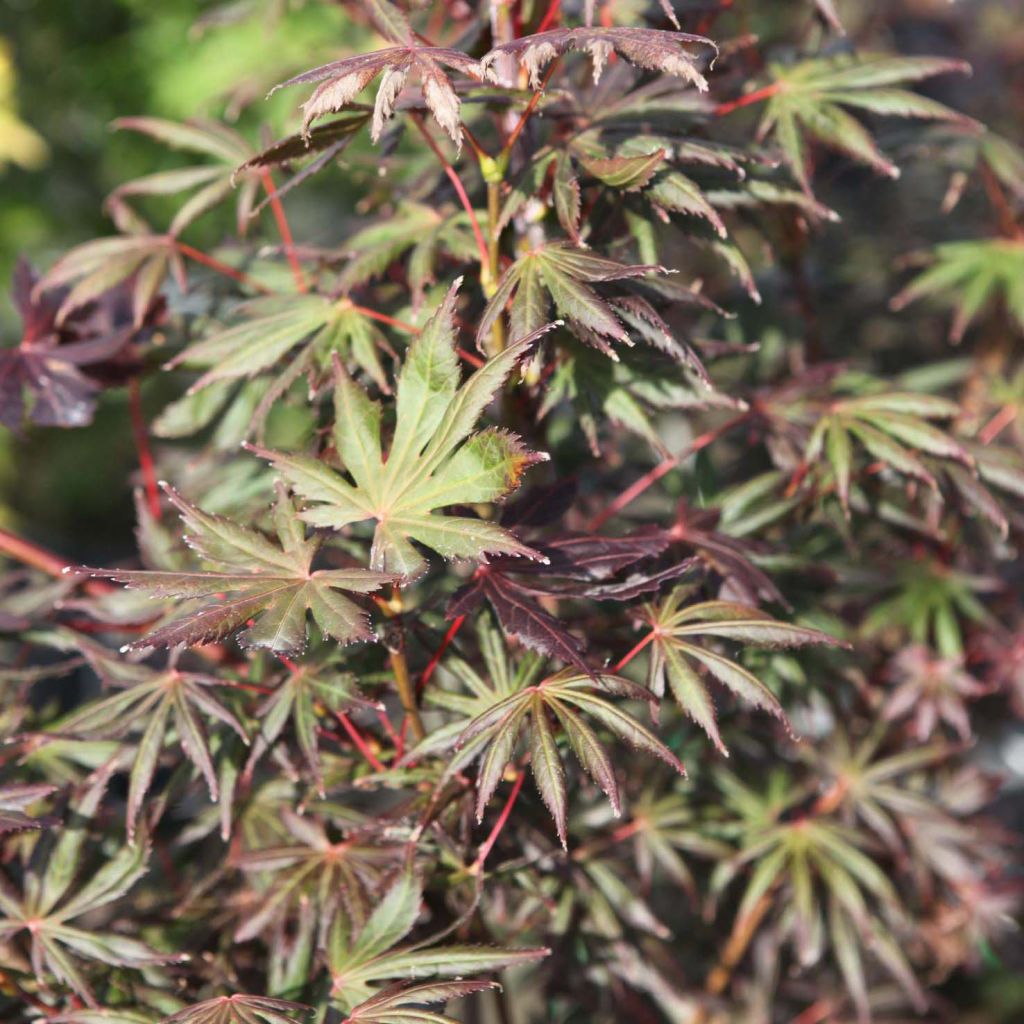 Acer palmatum Trompenburg - Acero giapponese