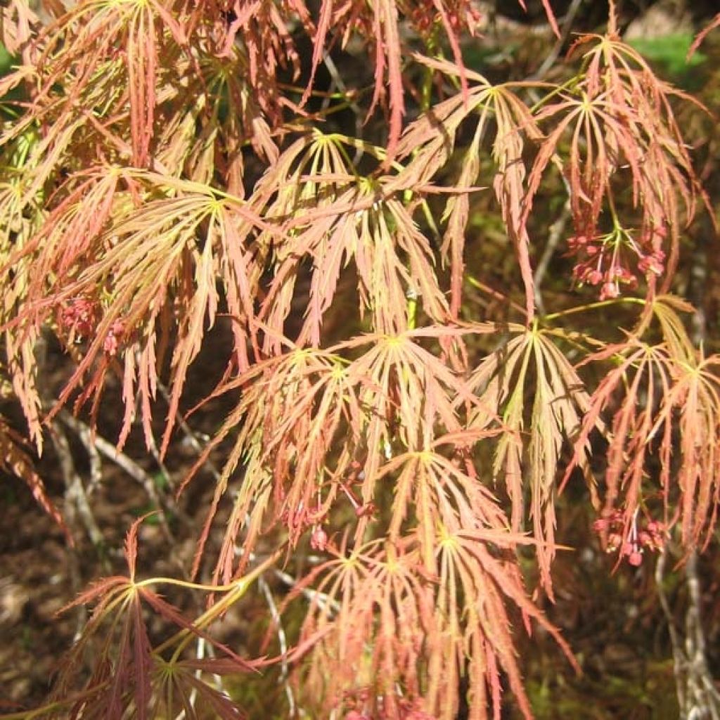 Acer palmatum Dissectum Garnet - Acero giapponese