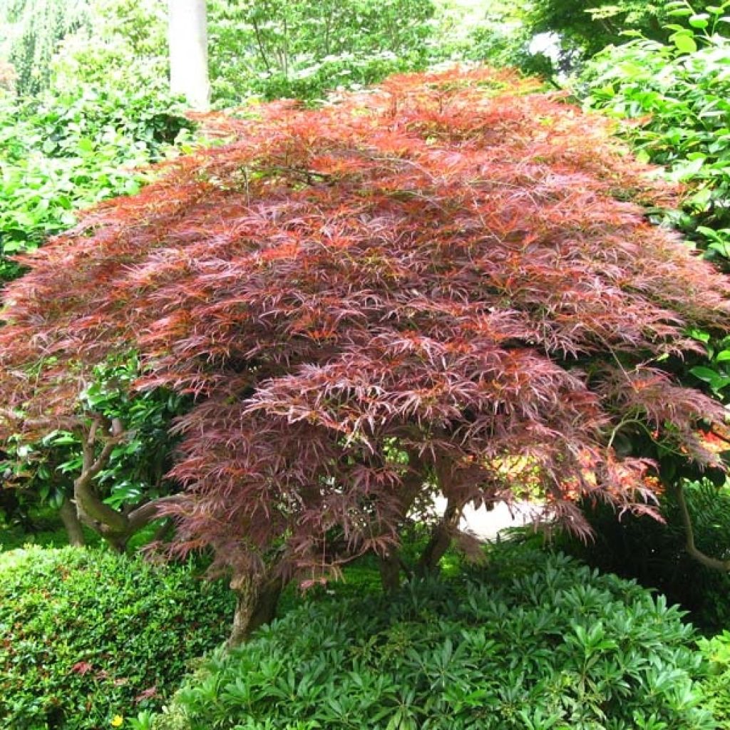 Acer palmatum Dissectum Garnet - Acero giapponese