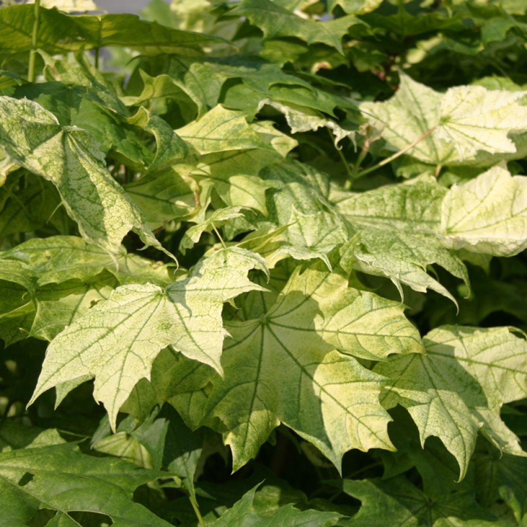 Acer platanoides Maculatum - Acero riccio