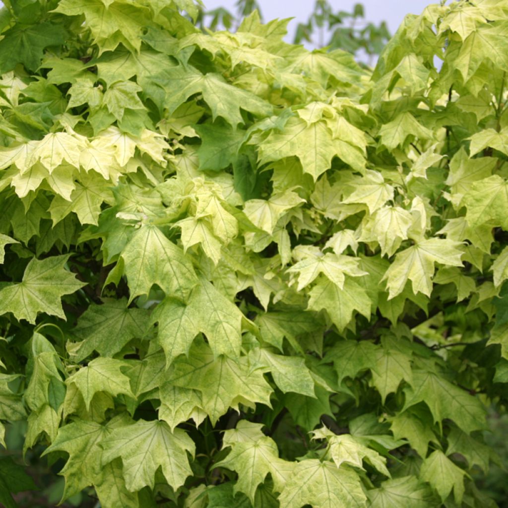 Acer platanoides Maculatum - Acero riccio